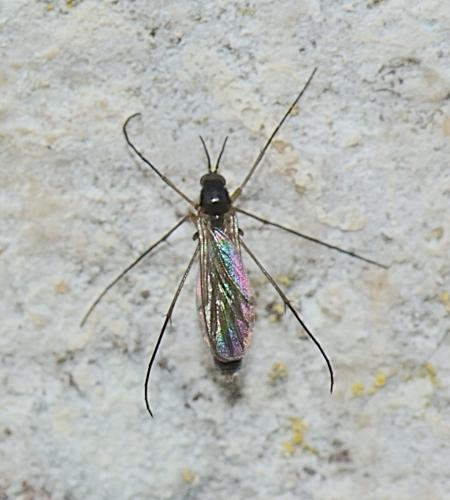 Réf. 337 139 : Orfelia sp.